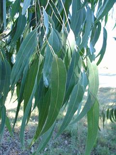 اوکاليپتوس